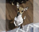 Small Photo #1 Chihuahua Puppy For Sale in Lebanon, PA, USA
