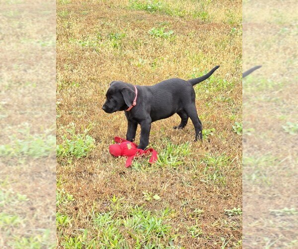 Medium Photo #7 Labrador Retriever Puppy For Sale in ACUSHNET, MA, USA