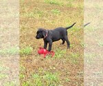 Small #6 Labrador Retriever