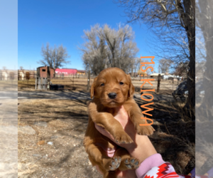 Golden Retriever Puppy for Sale in COLORADO SPRINGS, Colorado USA