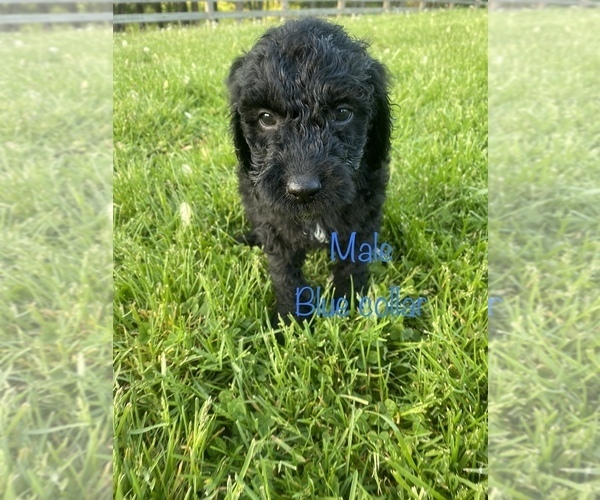 Medium Photo #9 Labradoodle Puppy For Sale in CORYDON, IN, USA