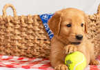 Small Photo #31 Golden Retriever Puppy For Sale in EX SPGS, MO, USA