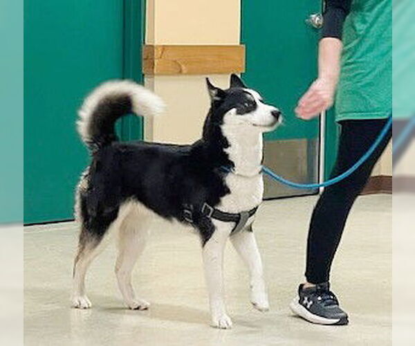 Medium Photo #3 Huskies -Unknown Mix Puppy For Sale in Genesee, WI, USA