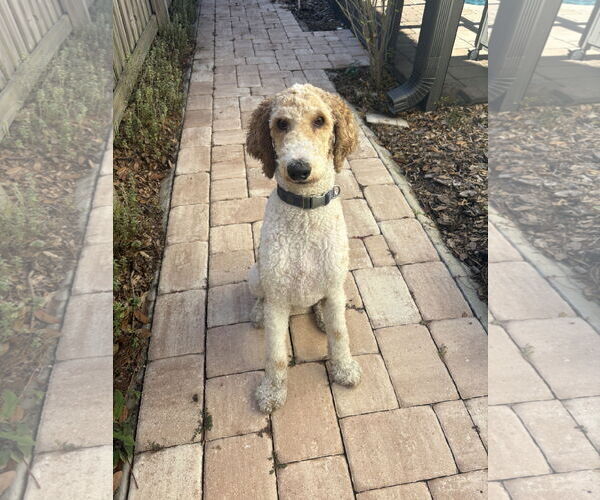 Medium Photo #2 Poodle (Standard) Puppy For Sale in Valrico, FL, USA