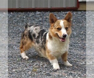 Father of the Pembroke Welsh Corgi puppies born on 03/28/2020