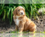 Puppy Archer Goldendoodle (Miniature)