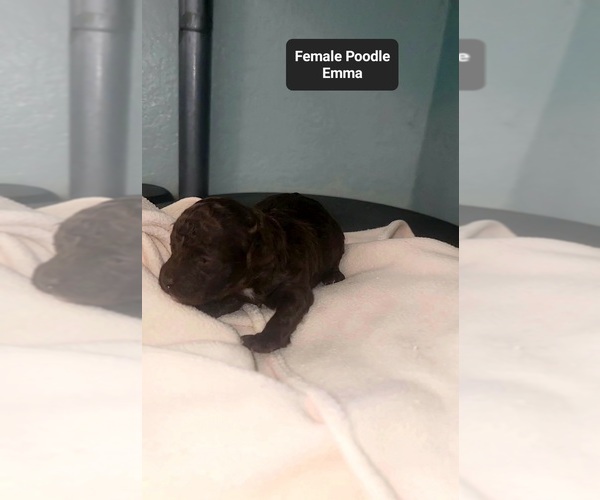 Medium Photo #3 Poodle (Toy) Puppy For Sale in TUCSON, AZ, USA