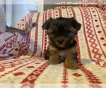 Puppy Female A Morkie