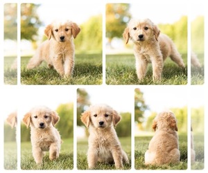 Golden Retriever Puppy for sale in MENTONE, IN, USA