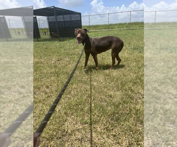 Medium Photo #1 Mutt Puppy For Sale in Abbeville, LA, USA
