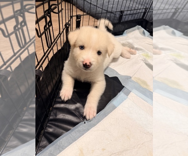 Medium Photo #1 Siberian Husky-Unknown Mix Puppy For Sale in ONTARIO, CA, USA