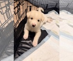 Puppy Icy Siberian Husky-Unknown Mix