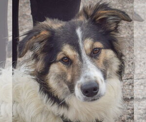 Australian Shepherd-Collie Mix Dogs for adoption in Huntley, IL, USA