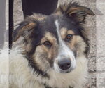 Small Australian Shepherd-Collie Mix