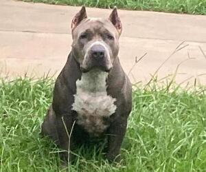 Mother of the American Bully puppies born on 12/16/2021