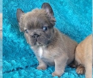 French Bulldog Puppy for sale in LAS VEGAS, NV, USA