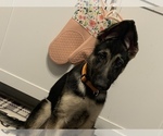 Small Photo #1 German Shepherd Dog Puppy For Sale in ROCHESTER, NY, USA