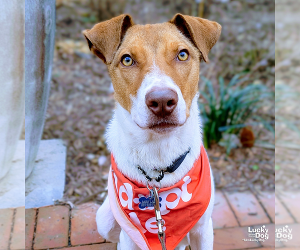 Medium Photo #9 Retriever -Unknown Mix Puppy For Sale in Washington, DC, USA