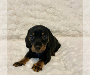 Dachshund Puppy for sale in WEATHERFORD, TX, USA