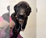 Small Labrador Retriever Mix