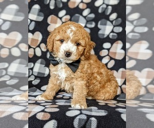 Cocker Spaniel-Poodle (Miniature) Mix Puppy for sale in NEW HOLLAND, PA, USA