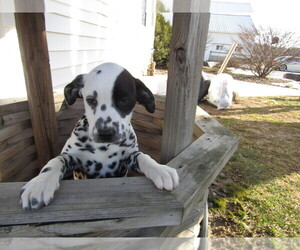 Dalmatian Puppy for sale in CHICAGO, IL, USA