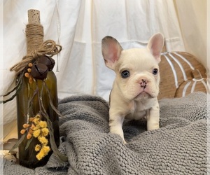 French Bulldog Puppy for sale in GREELEY, CO, USA