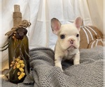 Small French Bulldog