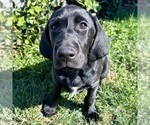 Small Photo #1 German Shorthaired Lab Puppy For Sale in TACOMA, WA, USA