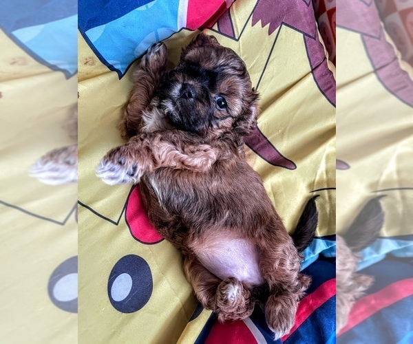 Medium Photo #13 ShihPoo Puppy For Sale in ANDERSON, SC, USA