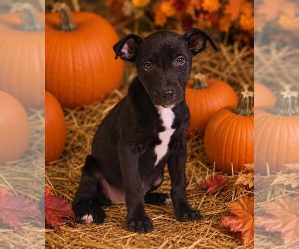 Medium Photo #2 American Pit Bull Terrier-Unknown Mix Puppy For Sale in Talladega, AL, USA