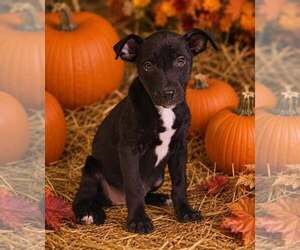 Laney 26/798 - Female American Pit Bull Terrier-Unknown Mix Dog for Adoption - Photo #2