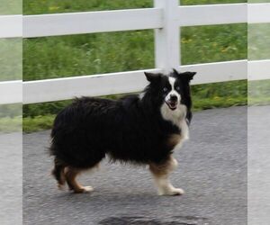 Father of the Miniature Australian Shepherd puppies born on 03/30/2026