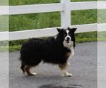 Small Photo #1 Miniature Australian Shepherd Puppy For Sale in NEW PROVIDENCE, PA, USA