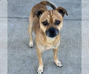 Chug Dogs for adoption in Batavia, OH, USA