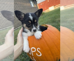 Pembroke Welsh Corgi Puppy for sale in CONNERSVILLE, IN, USA