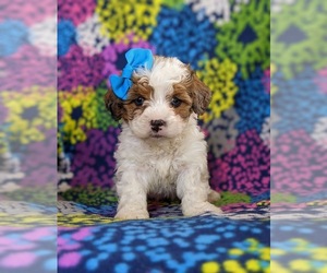 Lhasa-Poo Puppy for sale in LINCOLN UNIV, PA, USA