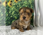 Small #3 Shorkie Tzu