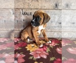 Small #1 Boxer