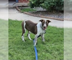 Australian Shepherd-Brittany Mix Dogs for adoption in Norman, OK, USA