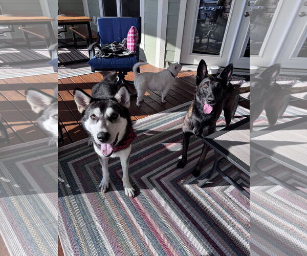 Medium Photo #2 Siberian Husky Puppy For Sale in Greenville, SC, USA