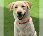Small #3 Labrador Retriever Mix