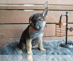 German Shepherd Dog Puppy for sale in HONEY BROOK, PA, USA