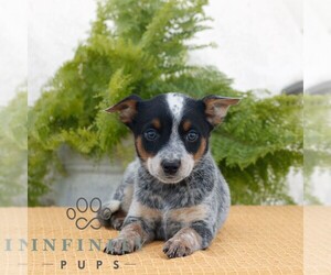 Australian Cattle Dog Puppy for sale in ATGLEN, PA, USA