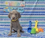 Small #6 Weimaraner