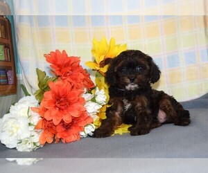 Cavapoo Puppy for sale in BARNESVILLE, KS, USA