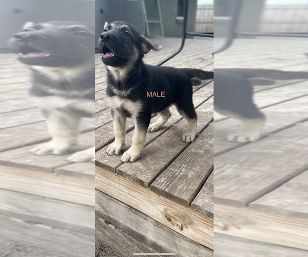Medium Photo #2 German Shepherd Dog Puppy For Sale in ALACHUA, FL, USA