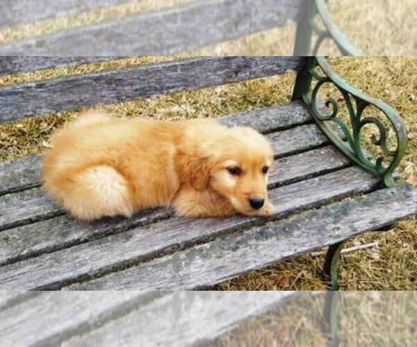 Medium Photo #8 Golden Retriever Puppy For Sale in LEON, KS, USA