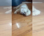 Small #2 Shih Tzu