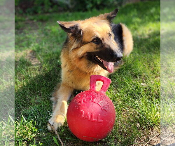 Medium Photo #33 German Shepherd Dog Puppy For Sale in Fargo, ND, USA